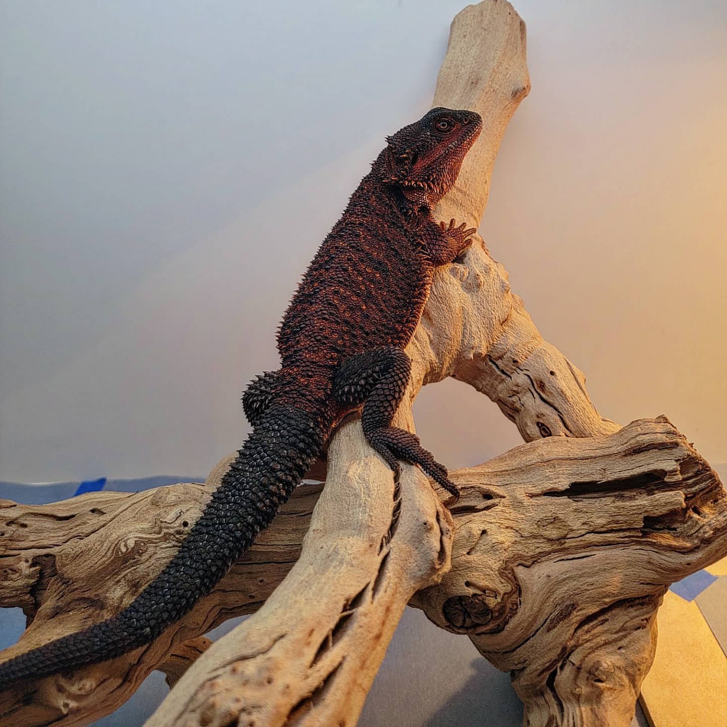 red bearded dragon