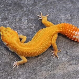 Tangerine Tremper Albino Het Eclipse Leopard Gecko For Sale