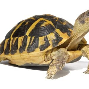 Giant Hermanns Tortoise Trio For Sale