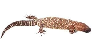 Mexican Beaded Lizard For Sale