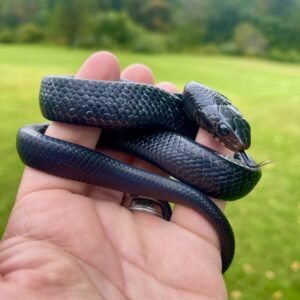 Eastern Indigo Snake for sale