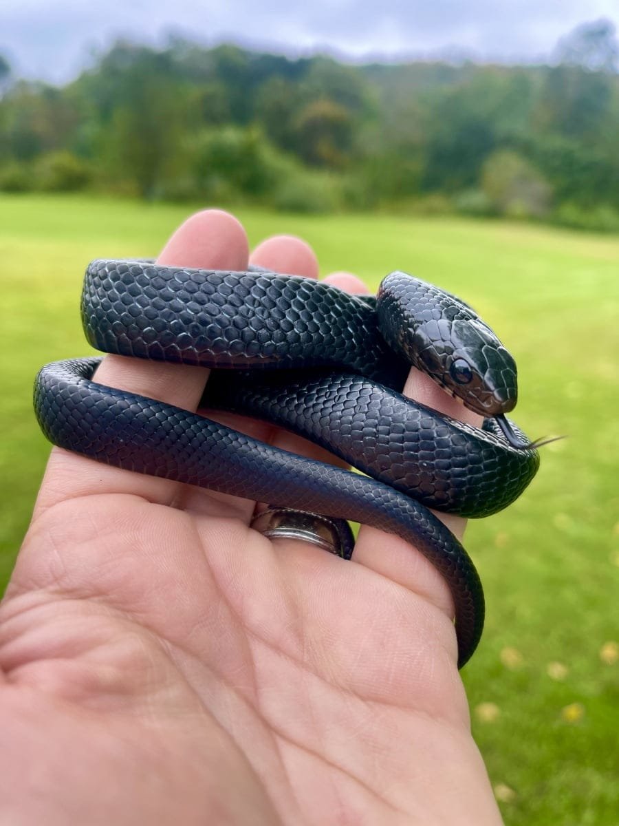 Eastern Indigo Snake for sale