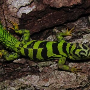 veiled chameleon for sale