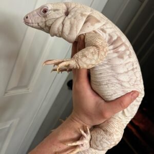 high white red tegu