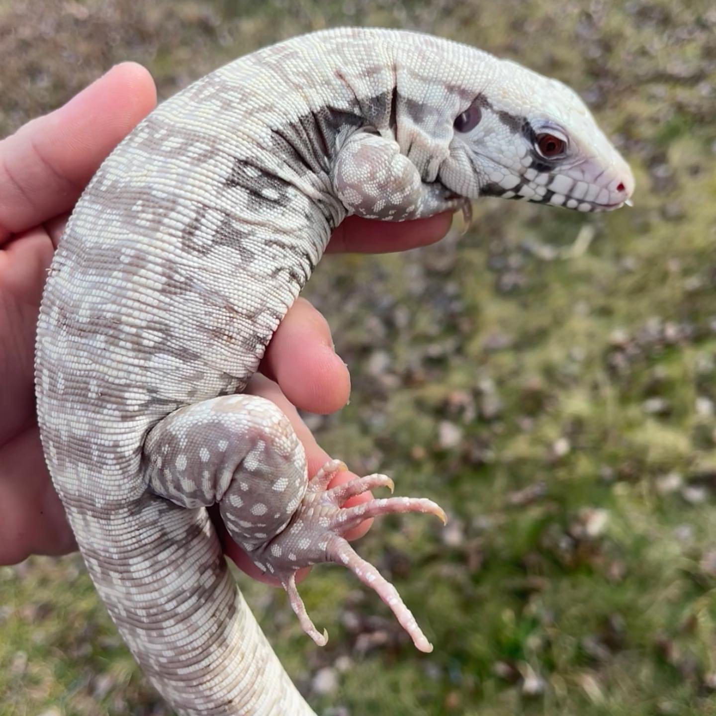 adult tegu