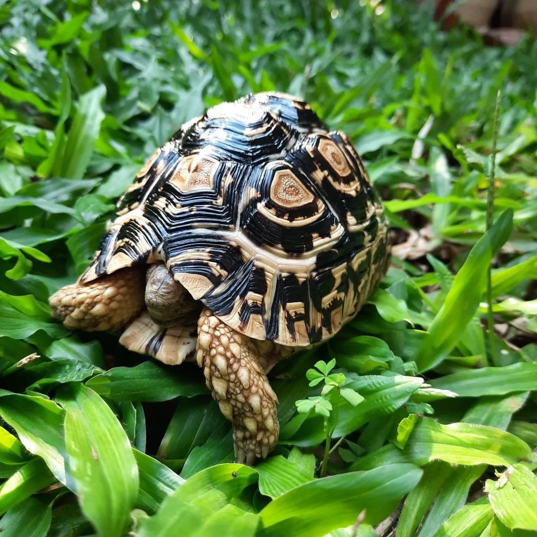 leopard tortoise for sale