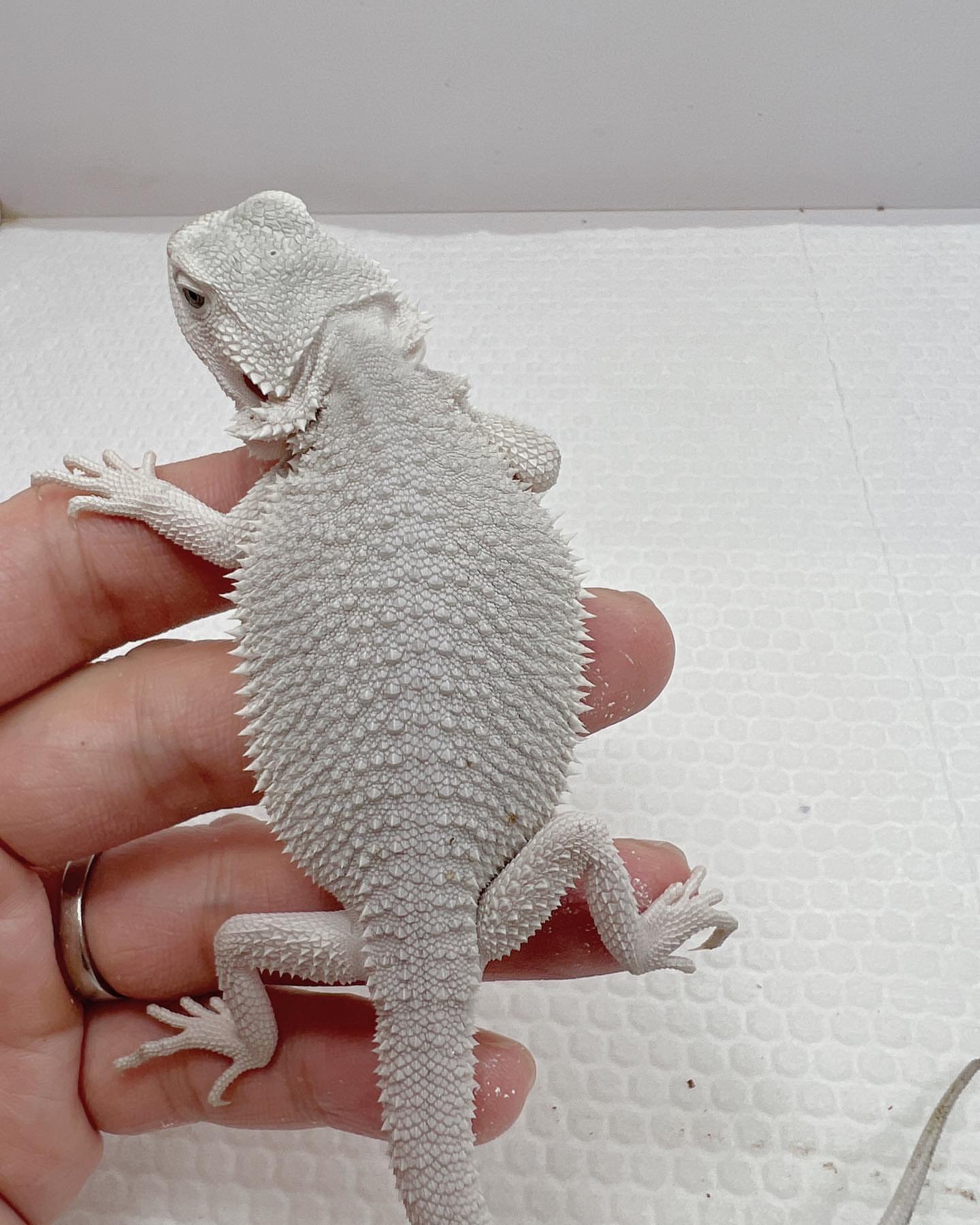 all white bearded dragon