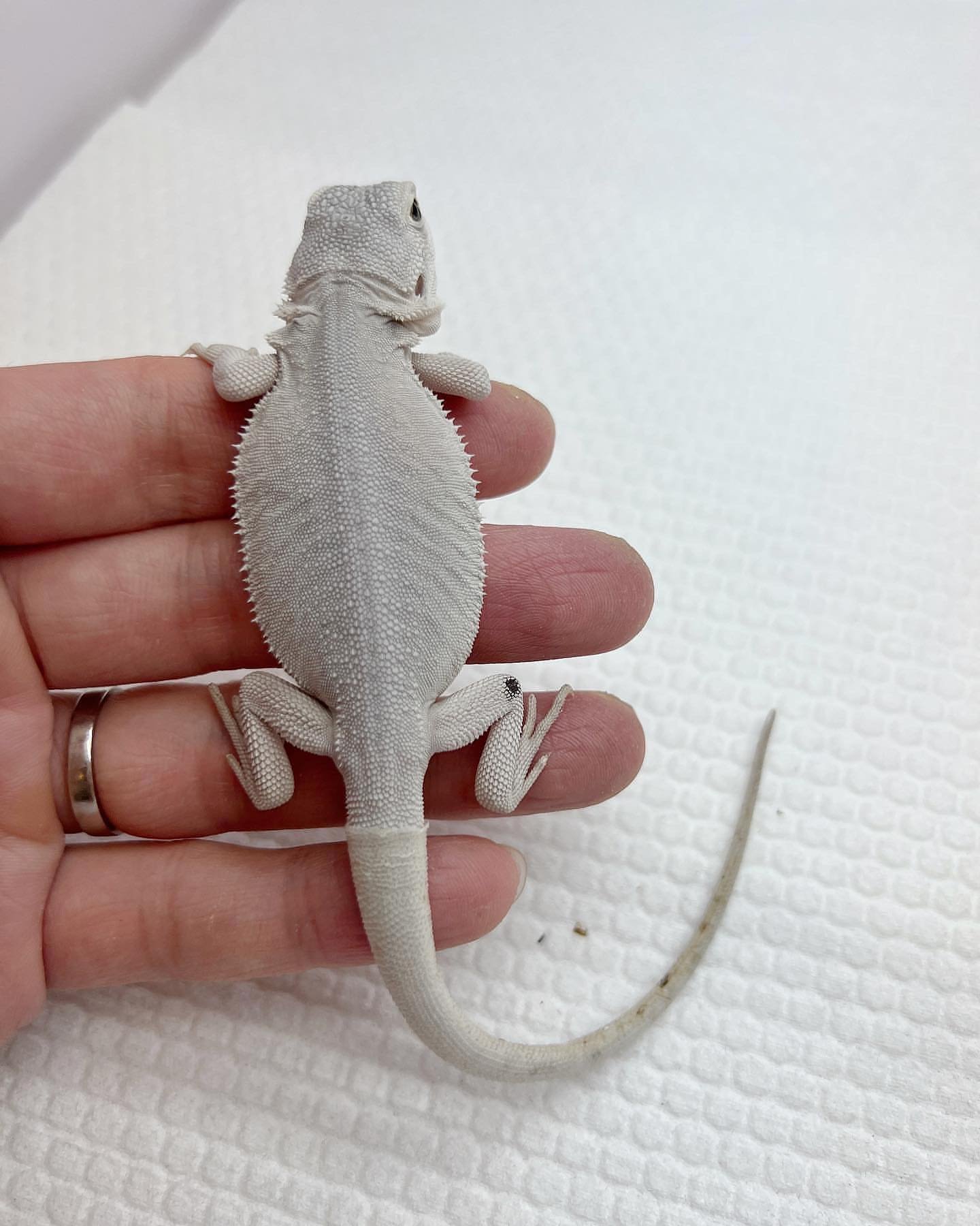 albino bearded dragons