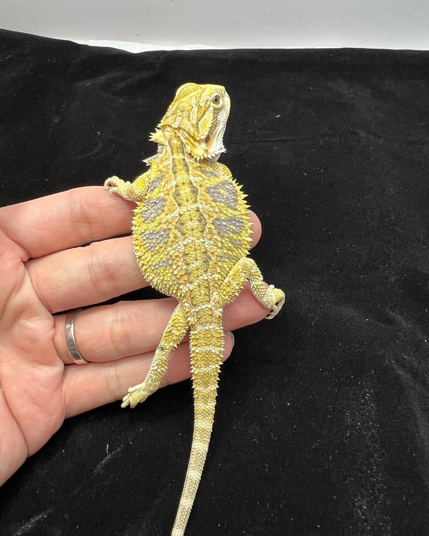 fancy bearded dragon