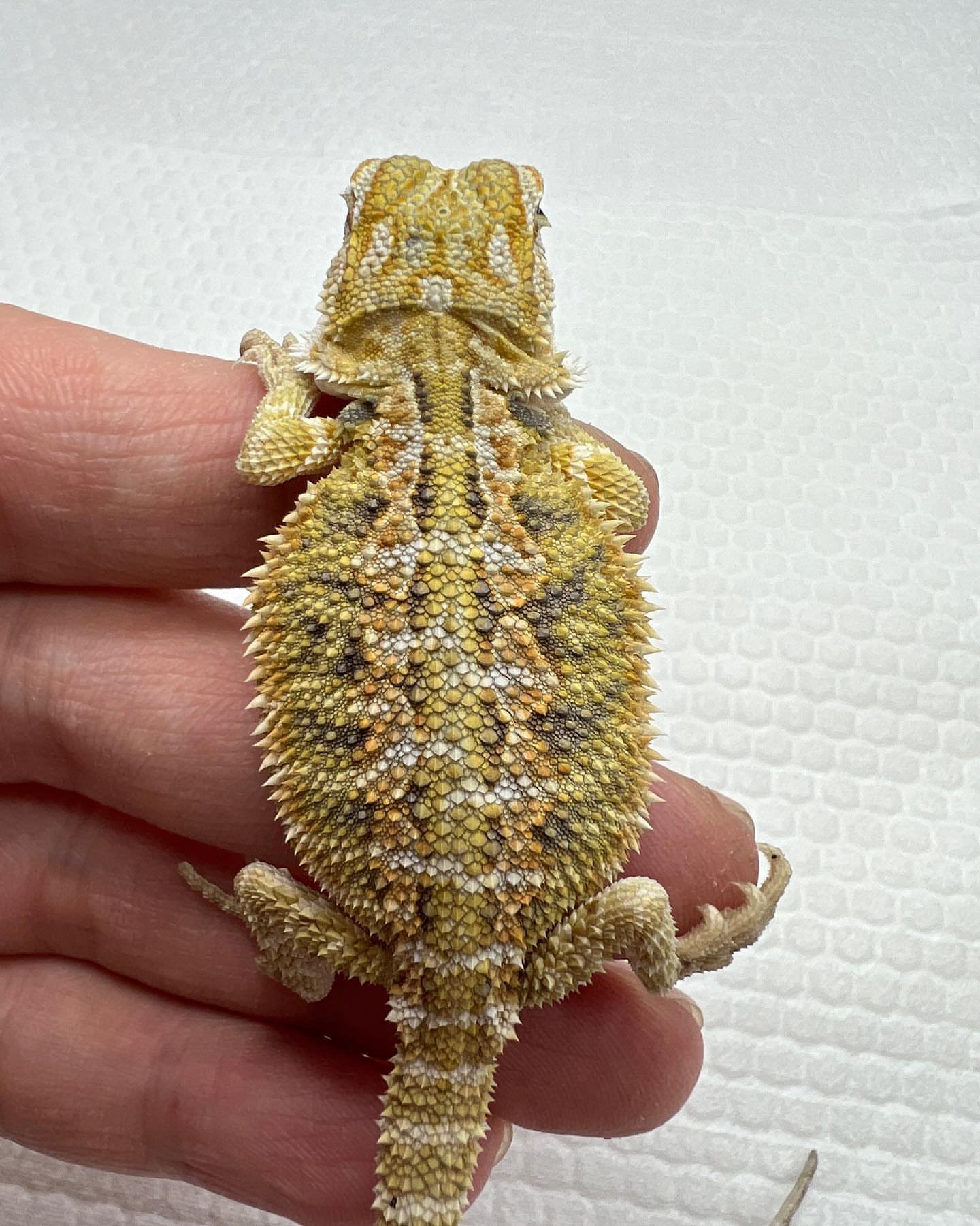 lemon fire bearded dragon