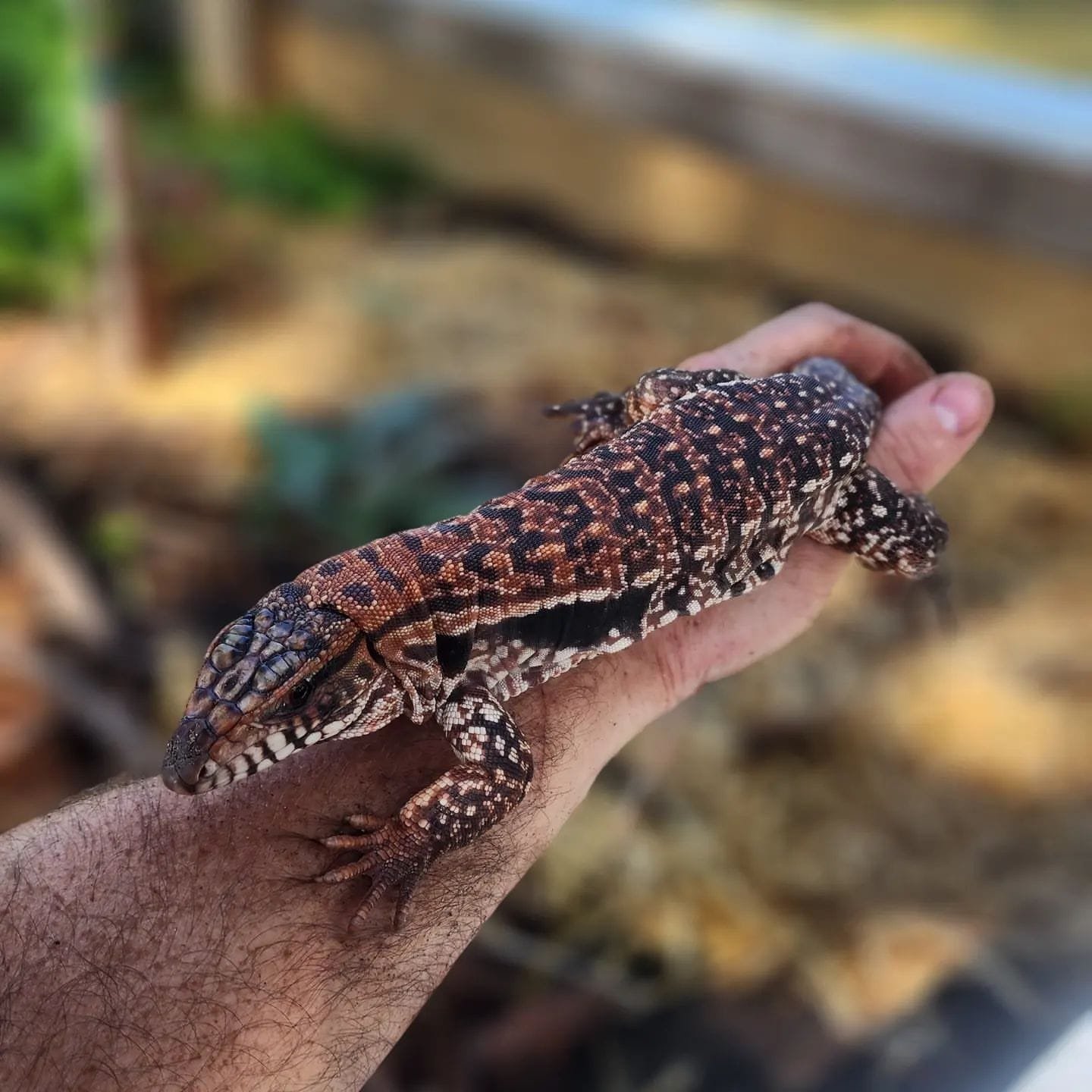 tegu lizard for sale