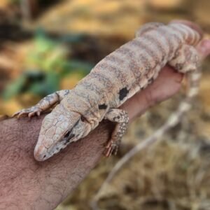 argentine black and white tegu for sale