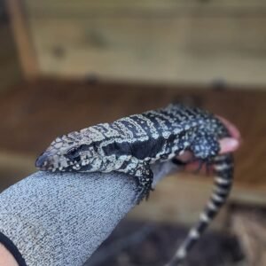 tegu for sale near me