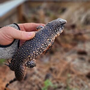tegu for sale