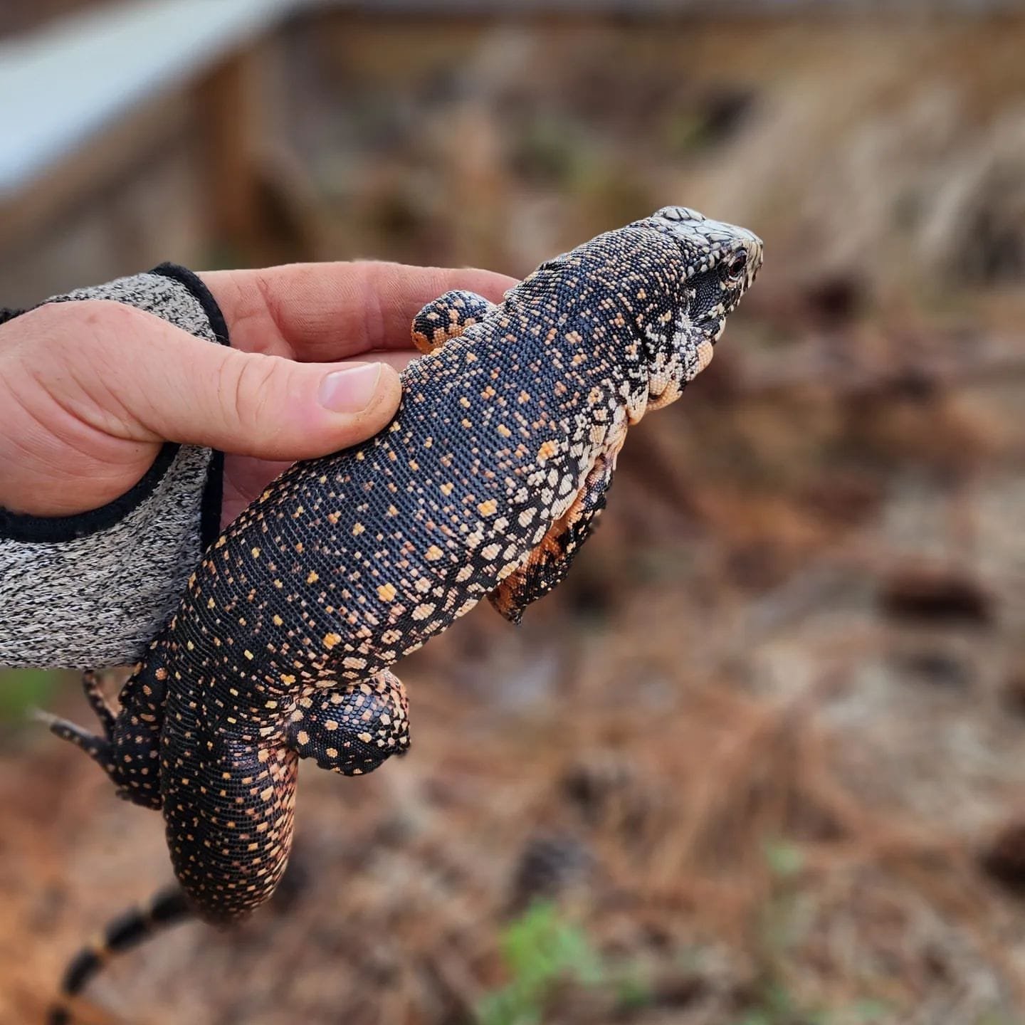 tegu for sale