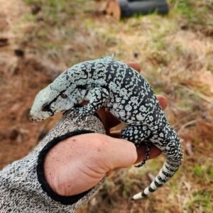 tegu
