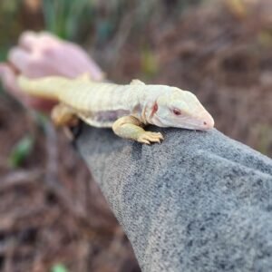 albino tegu
