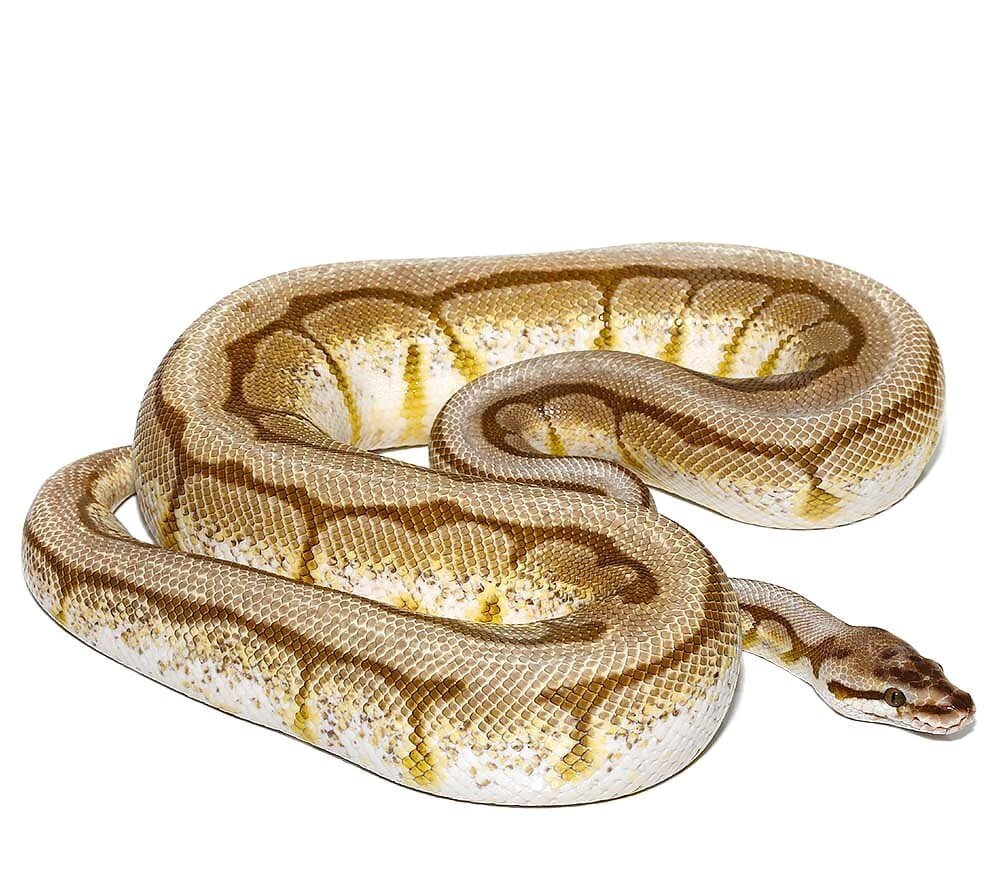 Lesser Spider AHI Ball Python For Sale - Image 2