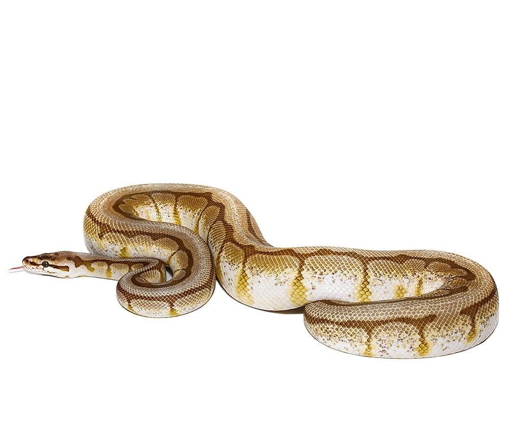 Lesser Spider AHI Ball Python For Sale