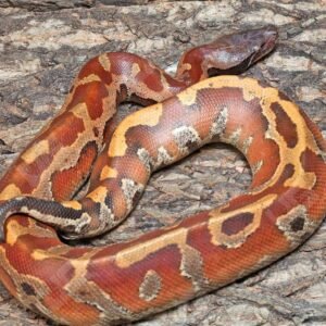 Bangka Blood Python For Sale