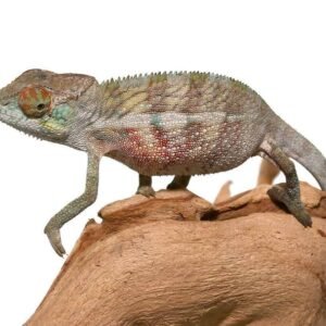 chameleon for sale