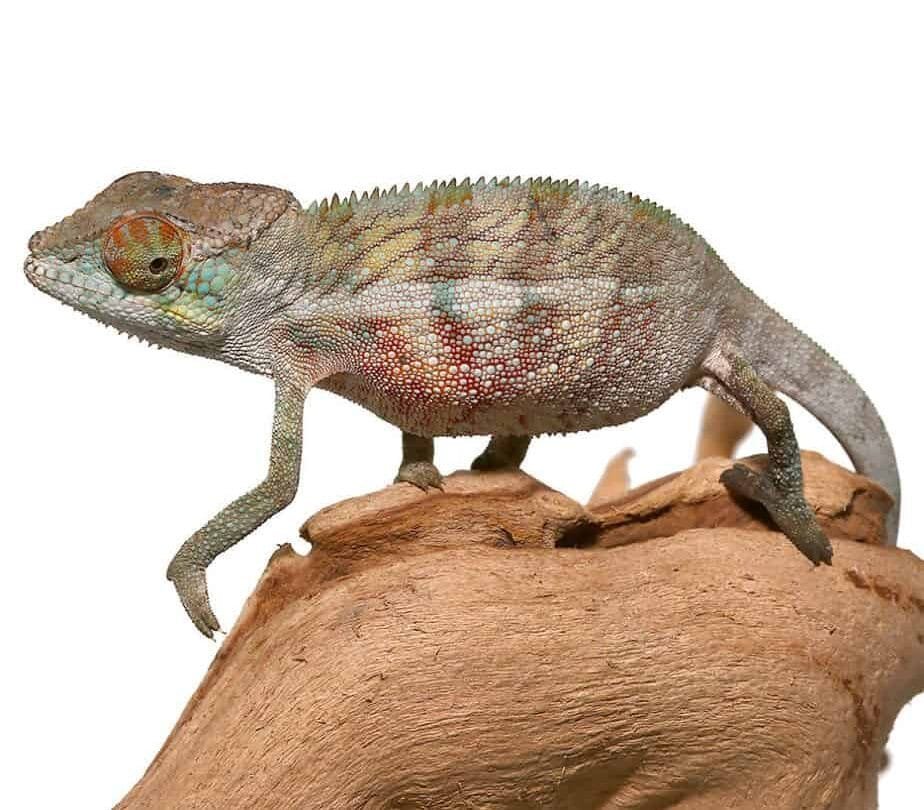 chameleon for sale