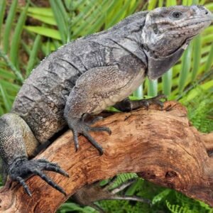 Juvenile Rhino Iguana For Sale