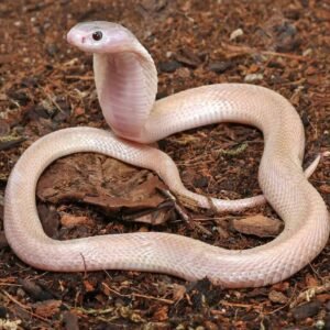 Leucistic Indonesian Spitting Cobra For Sale