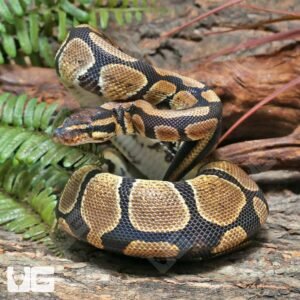 Male Pos Super Mandarin Ball Python #J40