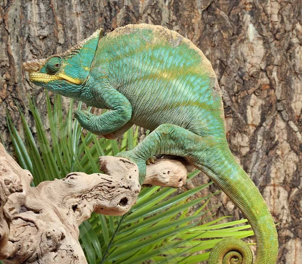 Parsons Chameleon For Sale - Image 2