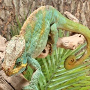 chameleon price