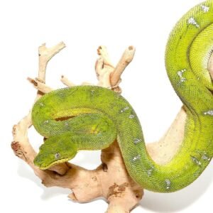 emerald tree boa