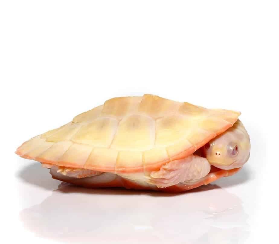 Albino Pinkbelly Side-neck Turtle For Sale