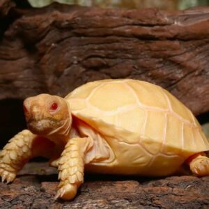 where do you buy a tortoise