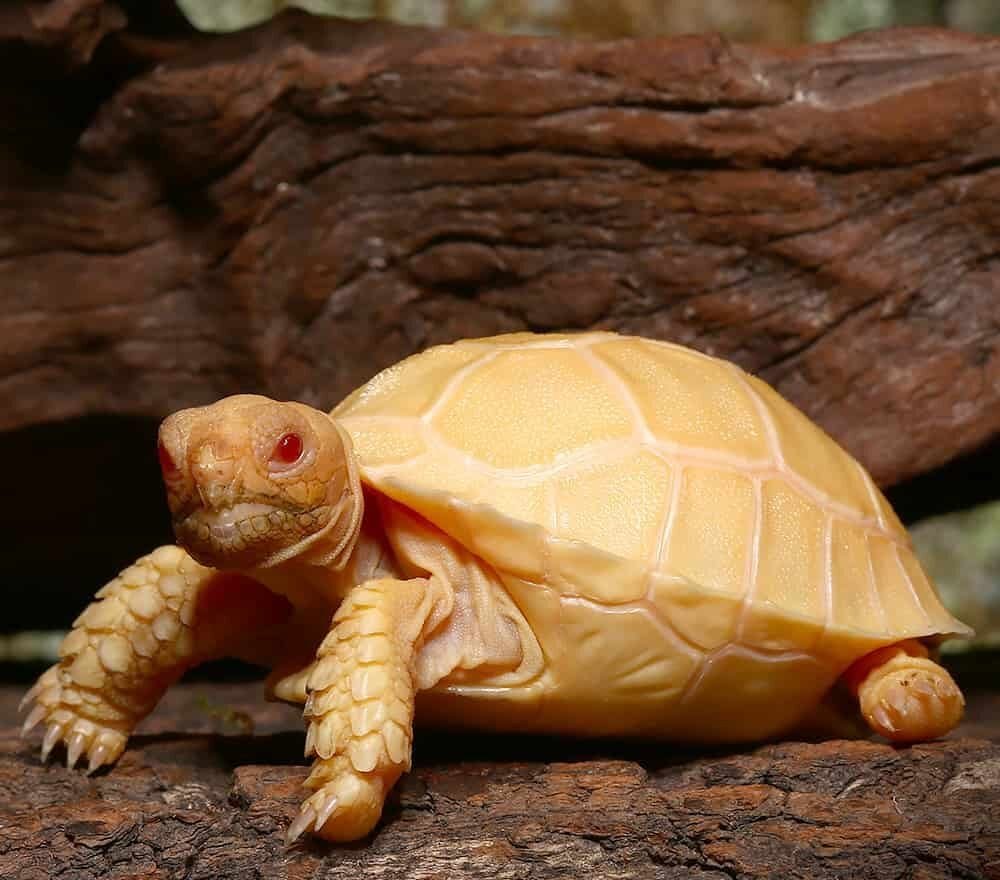 where do you buy a tortoise