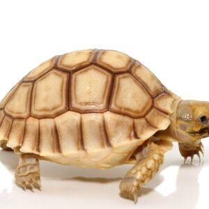 tortoise for sale
