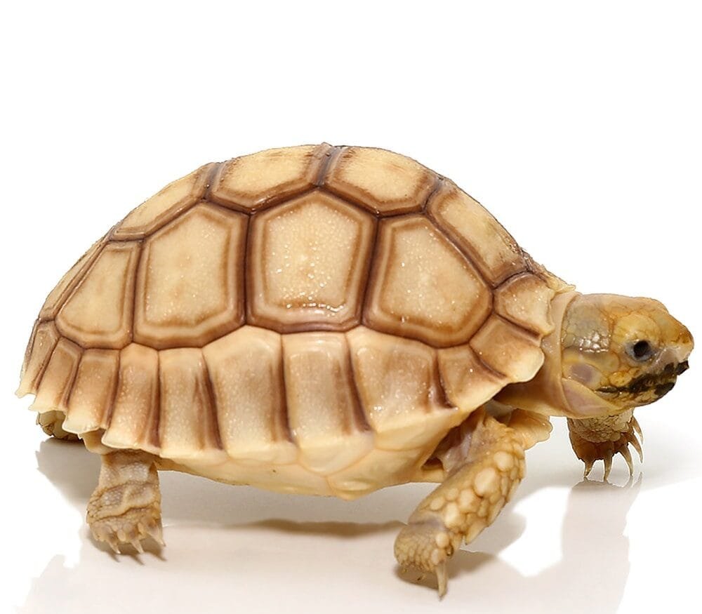 tortoise for sale