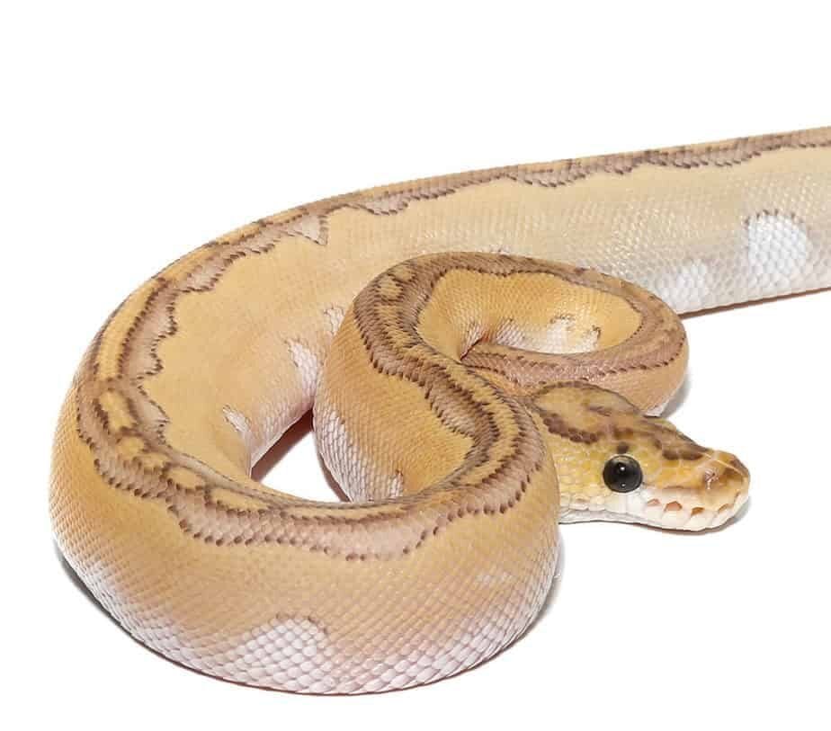 Pastel Lesser Blade Clown Ball Python For Sale - Image 2