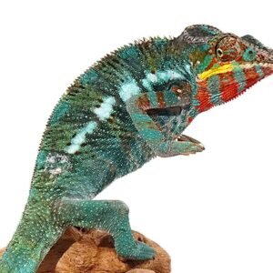 how much do chameleons cost