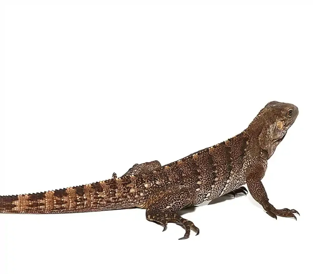 Cayman Brac Iguana For Sale - Image 2