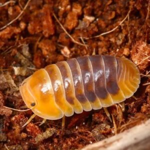 Jupiter Isopods For Sale