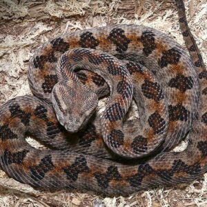 Elegant Pit Viper For Sale