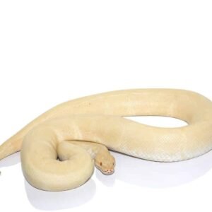 albino ball python snake​