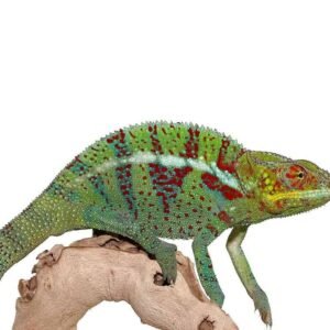 how much is a chameleon