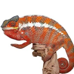 where do i buy a chameleon