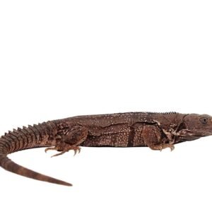 Oaxacana Spiny Tail Iguana For Sale