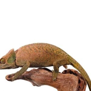 veiled chameleon for sale