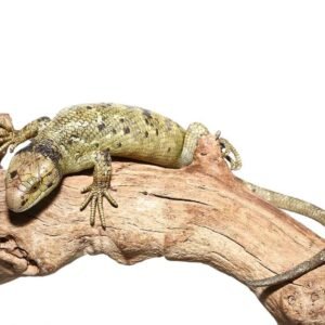 Keylime Monkey Tail Skink For Sale
