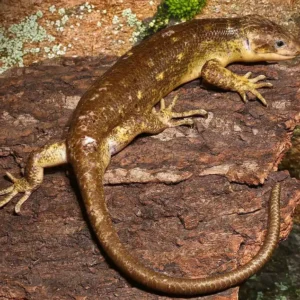 “Special” Sub Adult Monkey Tail Skink For Sale | 2026